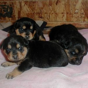 Meet your Posher, Sydney